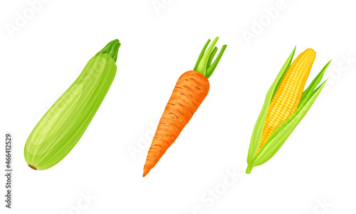 Marrow and Carrot as Ripe Vegetable and Healthy Raw Food Vector Set