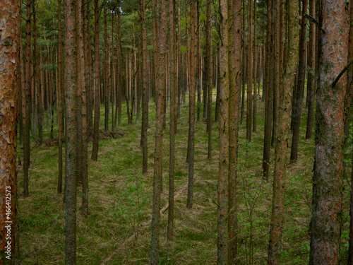 Mystical pine forest. Curonian Spit 