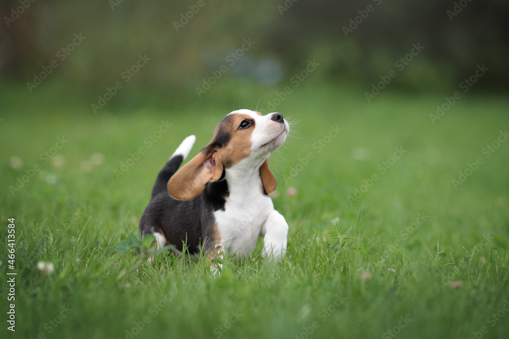 Cute beagle puppy playing outdoors