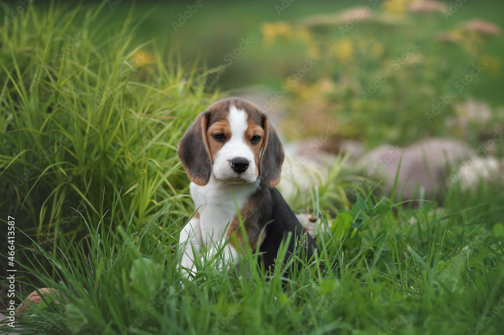 Little cute beagle puppy in the garden