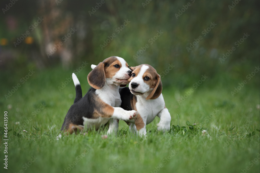Two little beagle puppies playing in nature