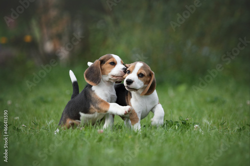 Canvastavla Two little beagle puppies playing in nature