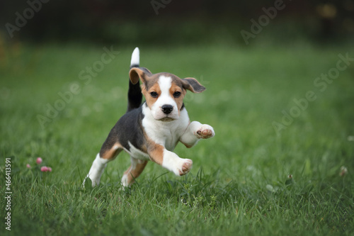 Little funny beagle puppy runs on the grass. Cute beagle puppy