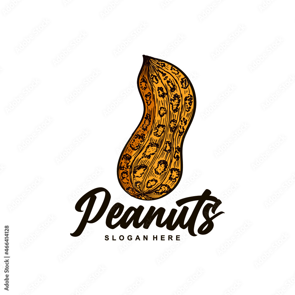 peanut logo.hand drawn concept peanut stock image.classic peanut vector