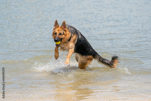 Young happy German Shepherd, jumps into the water with big splash. The dog splashes and happily jumps into the lake. Yellow tennis ball in its mouth