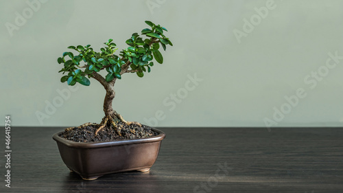 bonsai tree in flowerpot