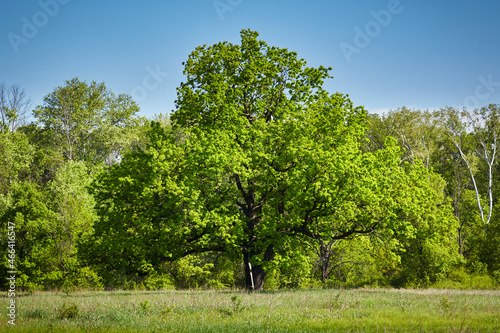 A lonely large oak tree with green leaves