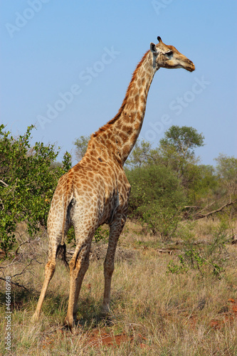 Giraffe   Giraffe   Giraffa camelopardalis