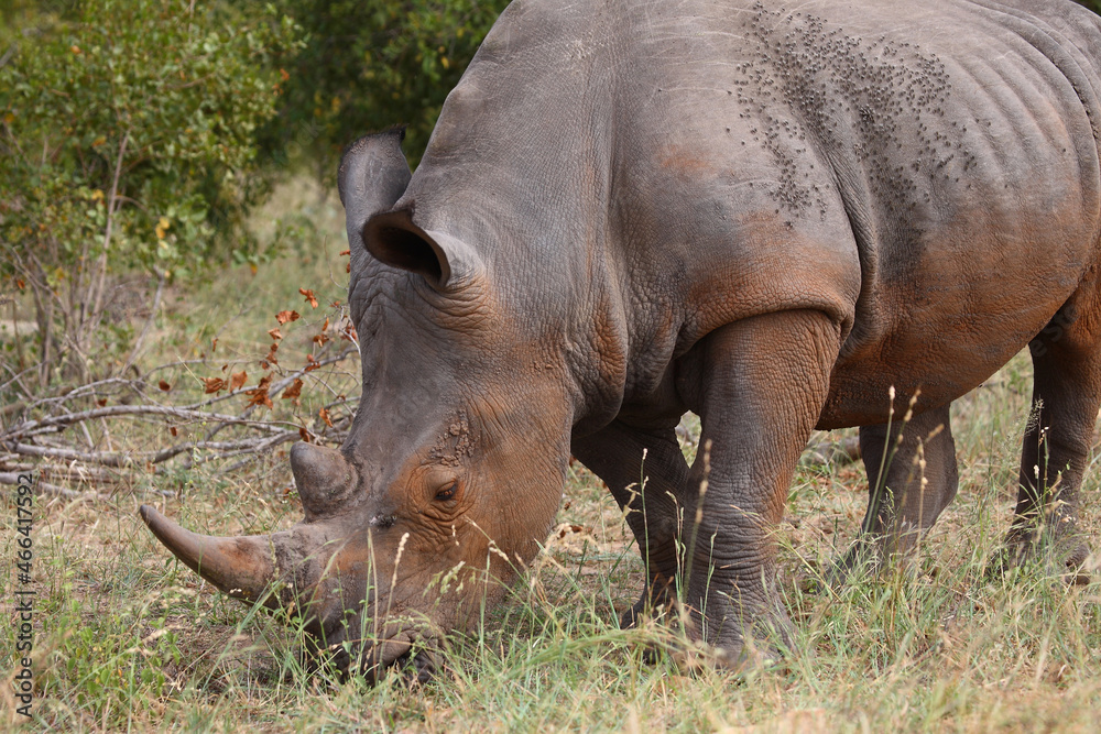 Obraz premium Breitmaulnashorn / Square-lipped rhinoceros / Ceratotherium simum