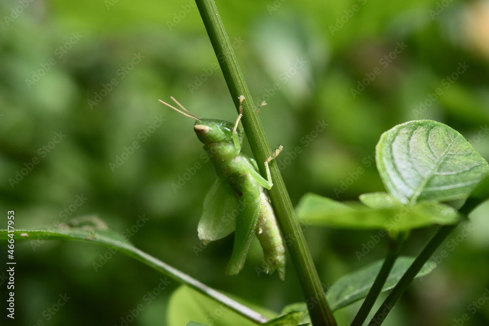 Grasshopper on tree with natural green background, Insect pests in tropical areas