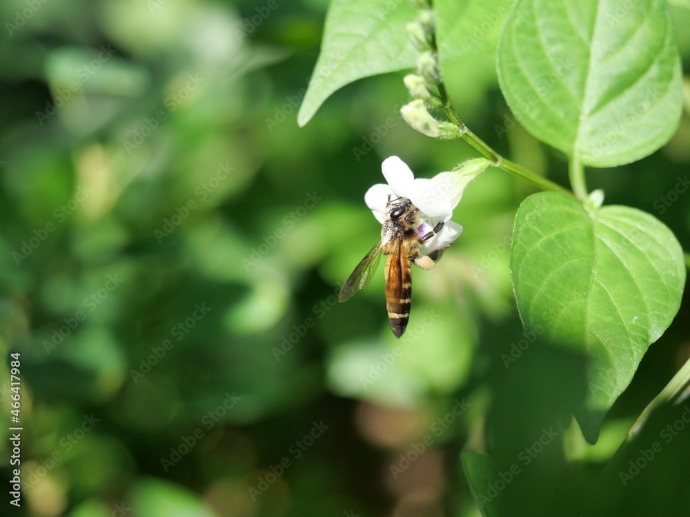 Giant honey bee seeking nectar on white Chinese violet or coromandel or creeping foxglove ( Asystasia gangetica ) blossom in field with natural green background Giant honey bee seeking nectar on white Chinese violet or coromandel or creeping foxglove ( Asystasia gangetica ) blossom in field with natural green background