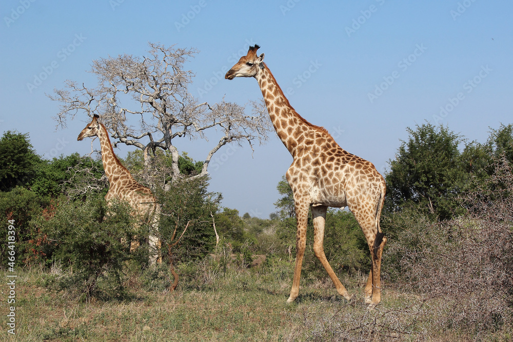 Obraz premium Giraffe / Giraffe / Giraffa camelopardalis