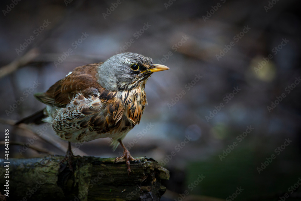 The fieldfare (Turdus pilaris) is a member of the thrush family Turdidae The fieldfare (Turdus pilaris) is a member of the thrush family Turdidae