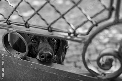 Dog behind gate in the city of Liptovsky Mikulas, Slovakia. photo
