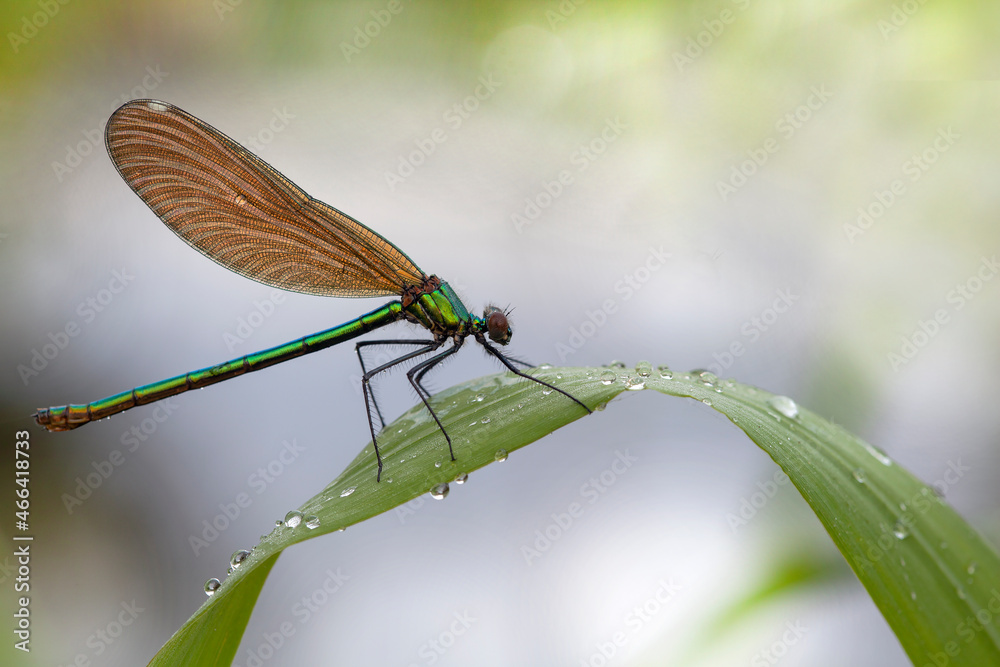 Dragonflies of Central Russia. Morning awakening Dragonflies of Central Russia. Morning awakening