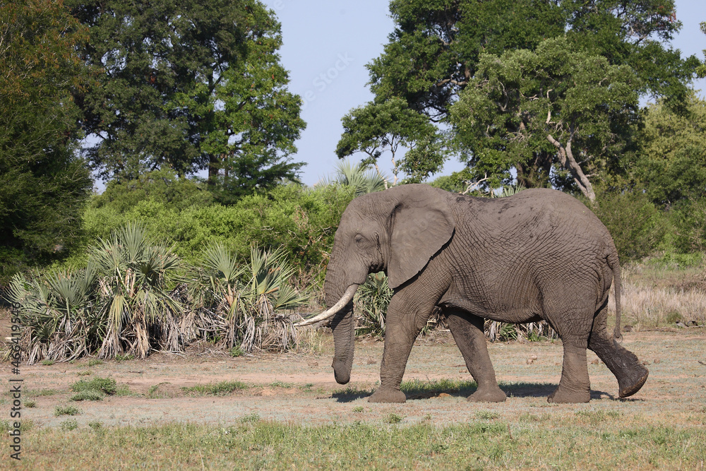 Naklejka premium Afrikanischer Elefant / African elephant / Loxodonta africana