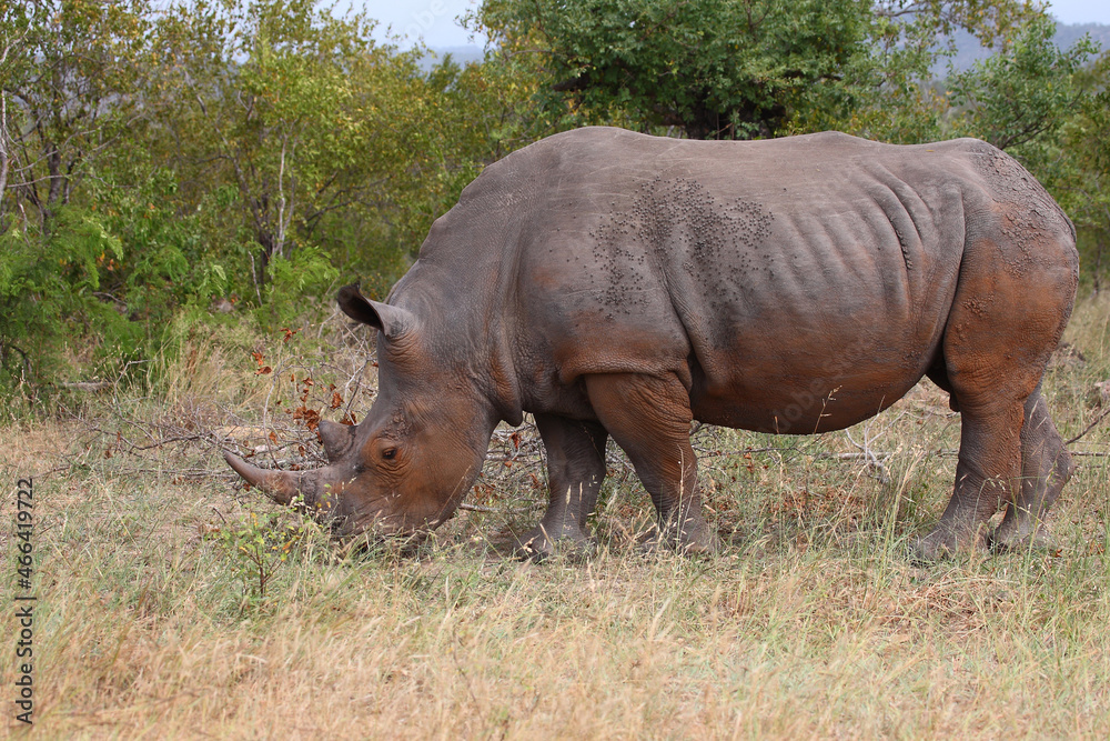 Fototapeta premium Breitmaulnashorn / Square-lipped rhinoceros / Ceratotherium simum