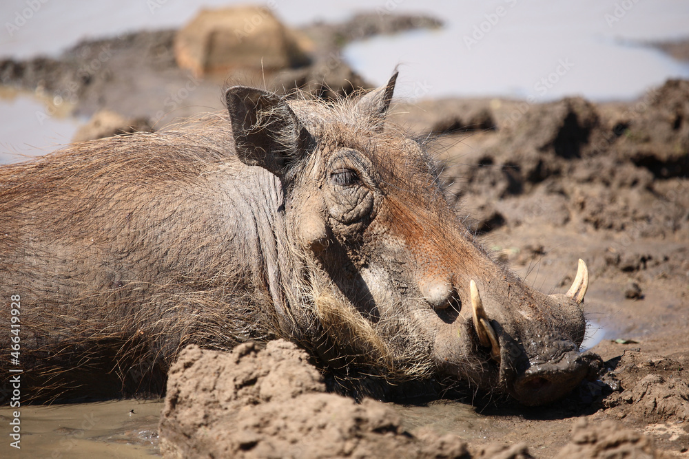 Fototapeta premium Warzenschwein / Warthog / Phacochoerus africanus