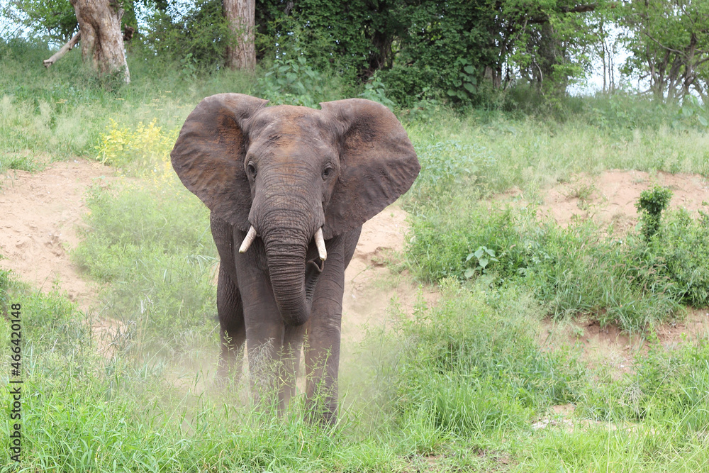 Afrikanischer Elefant / African elephant / Loxodonta africana.