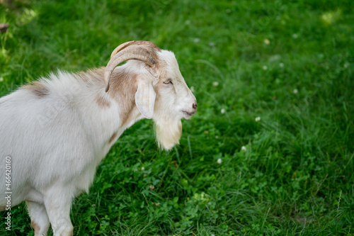 Goat with white fur on the green meadow 