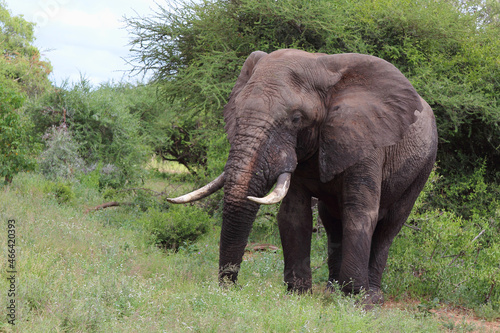 Afrikanischer Elefant   African elephant   Loxodonta africana