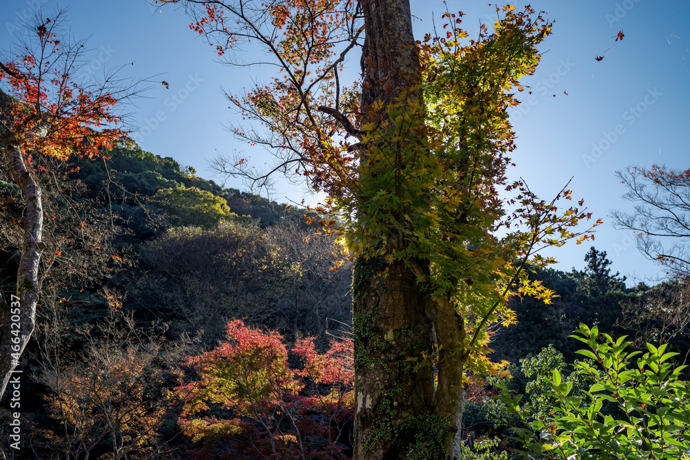 Fototapeta premium 日本の秋・青空と紅葉