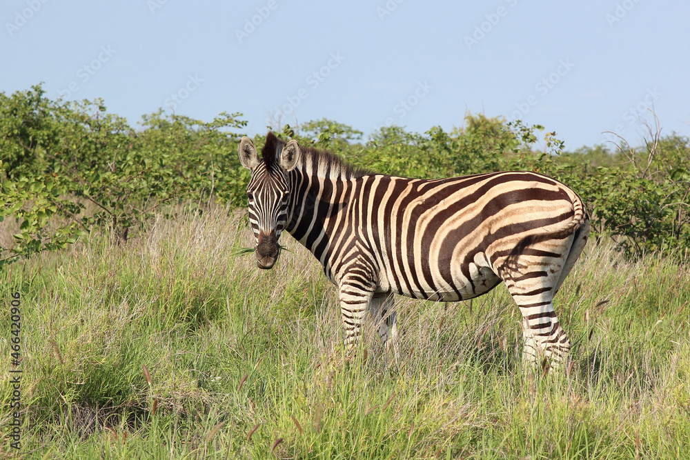 Fototapeta premium Steppenzebra / Burchell's zebra / Equus burchellii