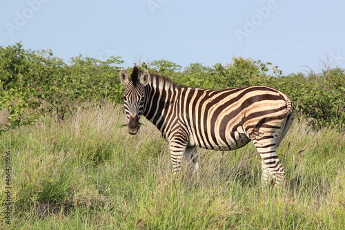 Steppenzebra   Burchell s zebra   Equus burchellii