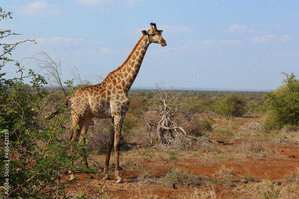Giraffe / Giraffe / Giraffa camelopardalis Giraffe / Giraffe / Giraffa camelopardalis
