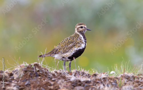 European golden plover (Pluvialis apricaria)