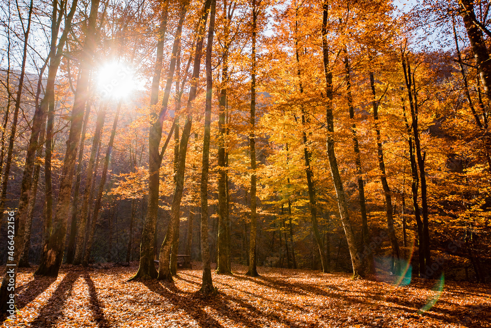 Fototapeta premium Autumn morning in the forest. The morning sun shines through the yellow leaves of the trees.