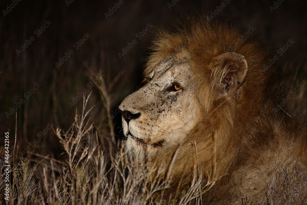 Afrikanischer Löwe / African lion / Panthera leo.... Afrikanischer Löwe / African lion / Panthera leo....