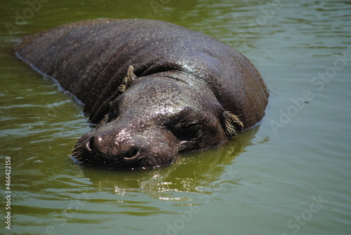 Pygmy Hippo 13