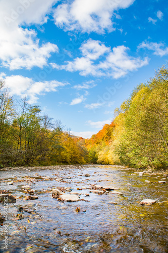 The mountain river that flows by the axial forest. The trees are covered with yellow and orange leaves and green leaves. The blue sky with clouds is nice weather. Autumn background vertical.