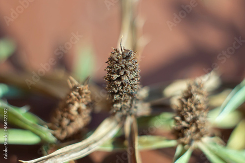 Macro picture of Seed of Eryngium foetidum,is a tropical perennial herb in the family Apiaceae.It is native to Mexico, the Caribbean,Central and South America.Plant and herbal,Organic garden.