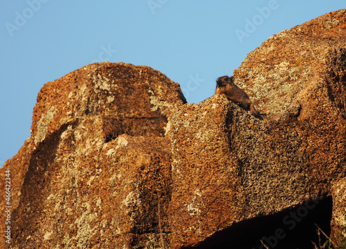 The rock hyrax (Procavia capensis), also called dassie, Cape hyrax, rock rabbit, sitting on the rock.