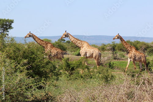 Photography Giraffe / Giraffe / Giraffa camelopardalis