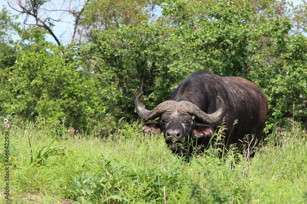 Obraz premium Kaffernbüffel / African buffalo / Syncerus caffer