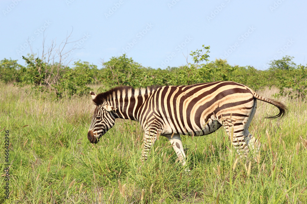 Steppenzebra / Burchell's zebra / Equus burchellii Steppenzebra / Burchell's zebra / Equus burchellii