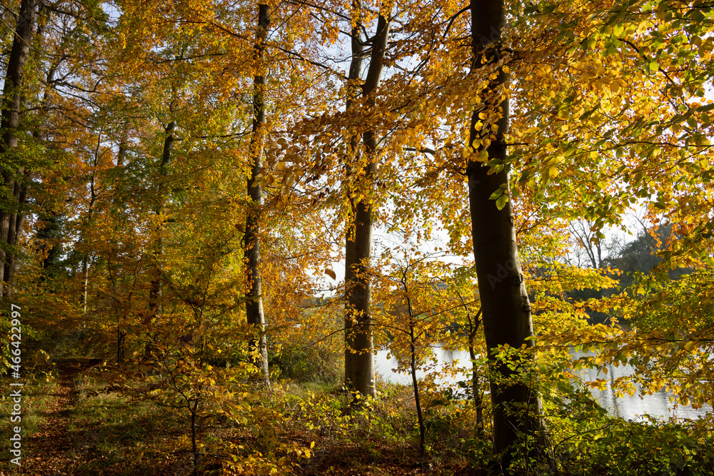 Obraz premium Colorful autumn foliage in the deciduous forest by the lake.