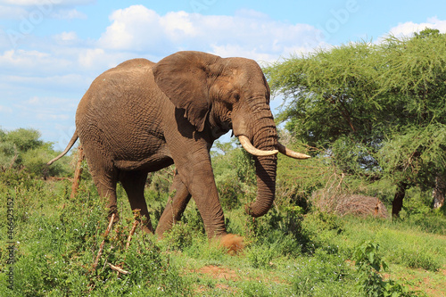 Canvas Print Afrikanischer Elefant / African elephant / Loxodonta africana