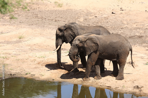 Afrikanischer Elefant   African elephant   Loxodonta africana