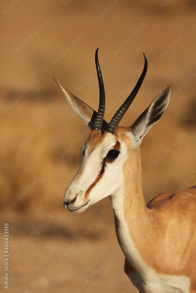 The young impala (Aepyceros melampus) male staying in the green grass in the shade on south africa safari. The young impala (Aepyceros melampus) male staying in the green grass in the shade on south africa safari.