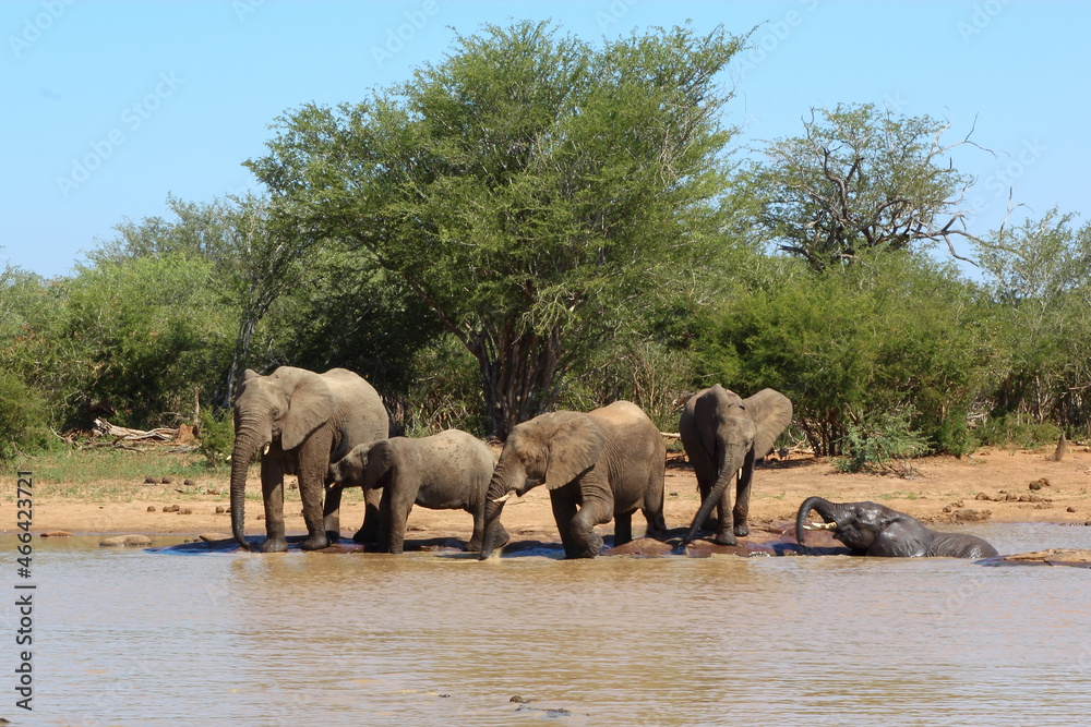Obraz premium Afrikanischer Elefant / African elephant / Loxodonta africana