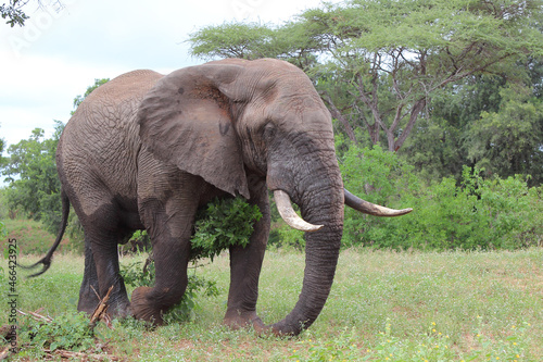 Afrikanischer Elefant   African elephant   Loxodonta africana