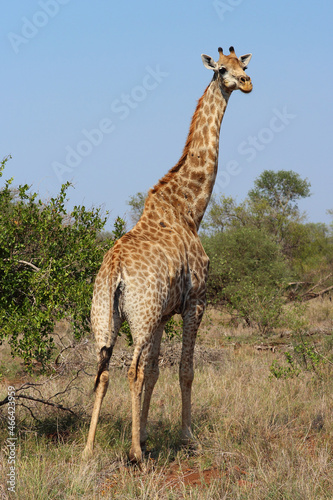 Giraffe   Giraffe   Giraffa camelopardalis