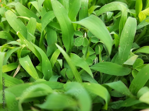 smooth green grass in the garden