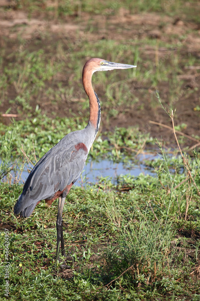 Fototapeta premium Goliathreiher / Goliath heron / Ardea goliath.