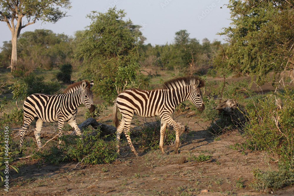Obraz premium Steppenzebra / Burchell's zebra / Equus burchellii.