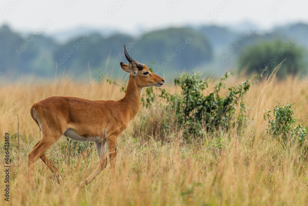 Uganda Kob - Kobus kob thomasi, beautiful small antelope from African savannah, Queen Elizabeth National Park, Uganda. Uganda Kob - Kobus kob thomasi, beautiful small antelope from African savannah, Queen Elizabeth National Park, Uganda.